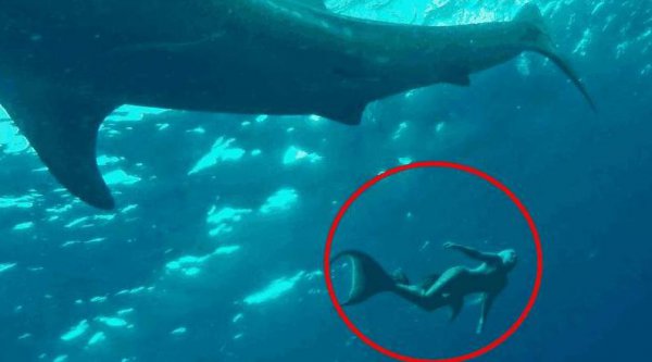 美人鱼真的存在吗