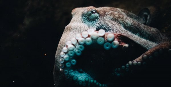 章鱼智商相当于人几岁