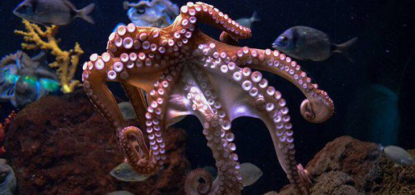 章鱼智商相当于人几岁