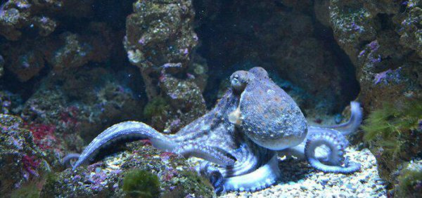 章鱼智商相当于人几岁