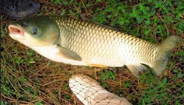 通过什么判断鱼的年龄