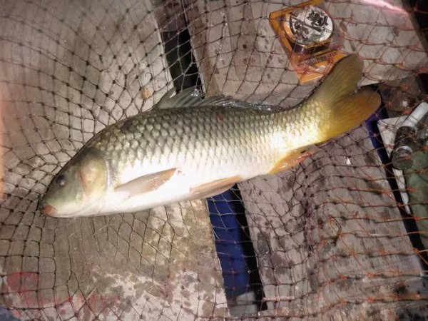 通过什么判断鱼的年龄