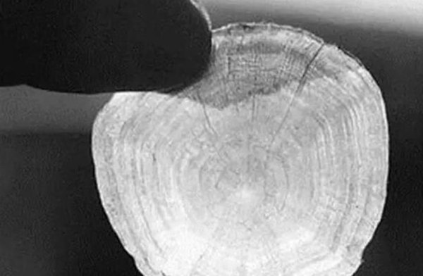 通过什么判断鱼的年龄