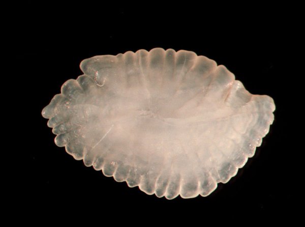 通过什么判断鱼的年龄