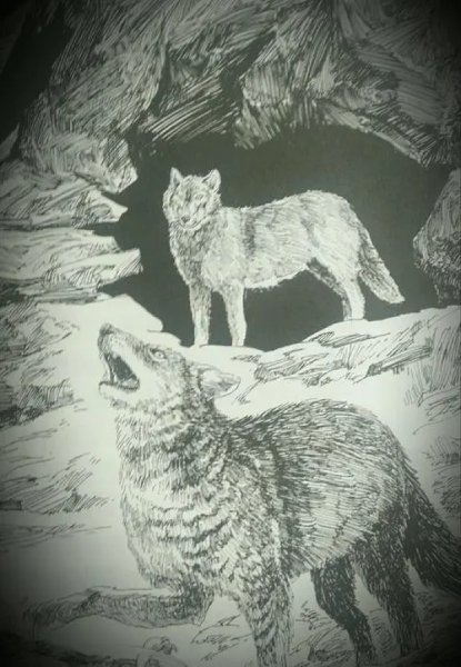 简单介绍狼王梦主要内容