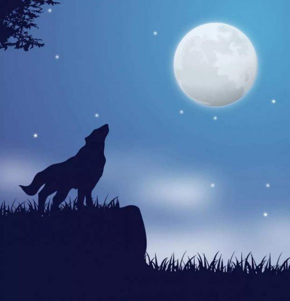 简单介绍狼王梦主要内容