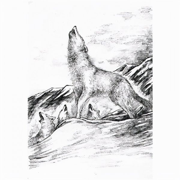 简单介绍狼王梦主要内容