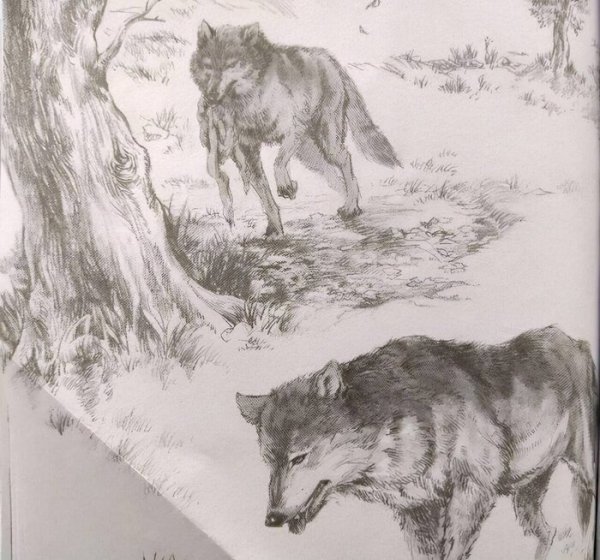 简单介绍狼王梦主要内容