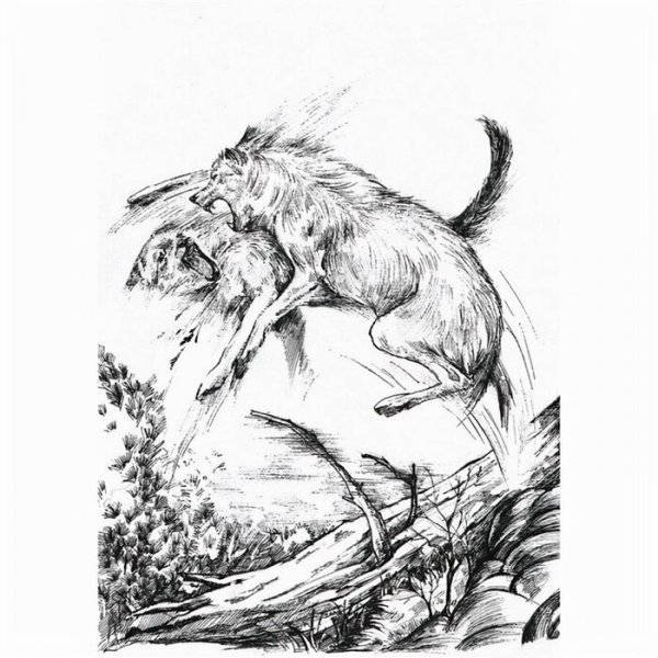 简单介绍狼王梦主要内容