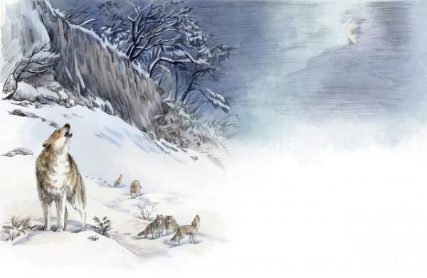 简单介绍狼王梦主要内容