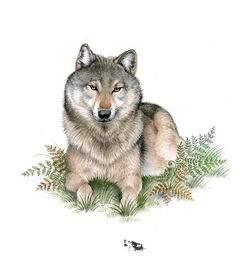 简单介绍狼王梦主要内容