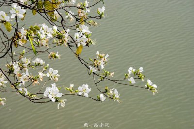 中国花城是哪个城市呢 花都是中国哪个城市的雅号