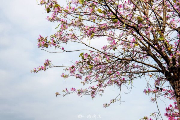 中国花城是哪个城市呢