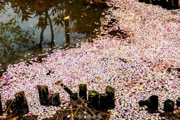 中国花城是哪个城市呢