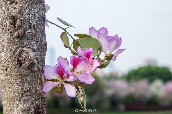 中国花城是哪个城市呢