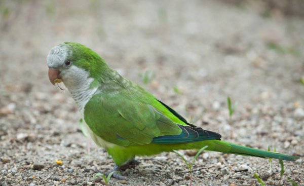 和尚鹦鹉会说话吗