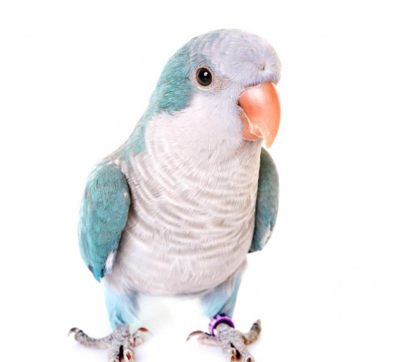 和尚鹦鹉会说话吗