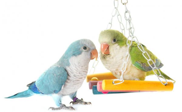 和尚鹦鹉会说话吗