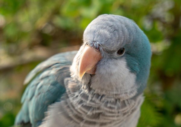 和尚鹦鹉会说话吗