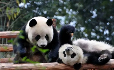 食铁兽是什么动物 大熊猫叫做食铁兽是因为能吃铁吗