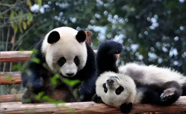 食铁兽是什么动物