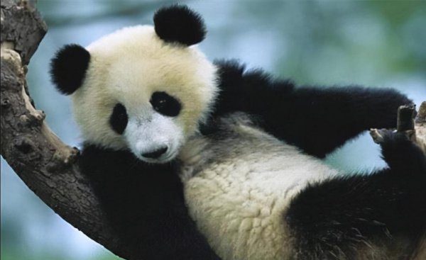 食铁兽是什么动物