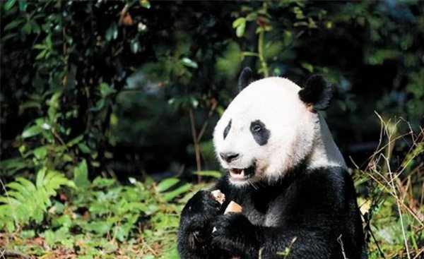 食铁兽是什么动物