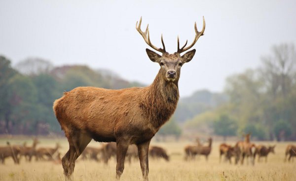 历史上赵高为什么要毁秦国