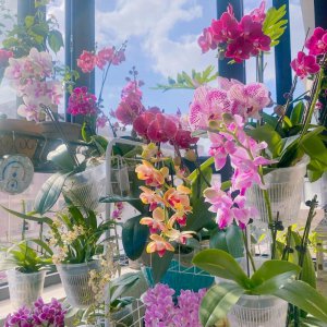 世界上最吉利好运的花 开花就有好运到的吉利花有哪些