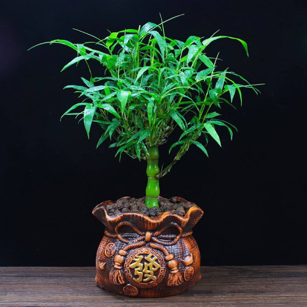 世界上最吉利好运的花