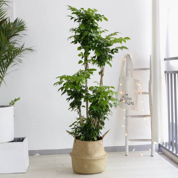 世界上最吉利好运的花