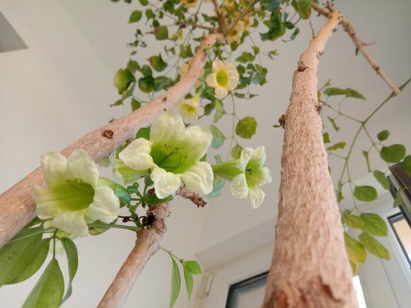 世界上最吉利好运的花