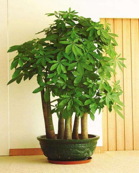 世界上最吉利好运的花