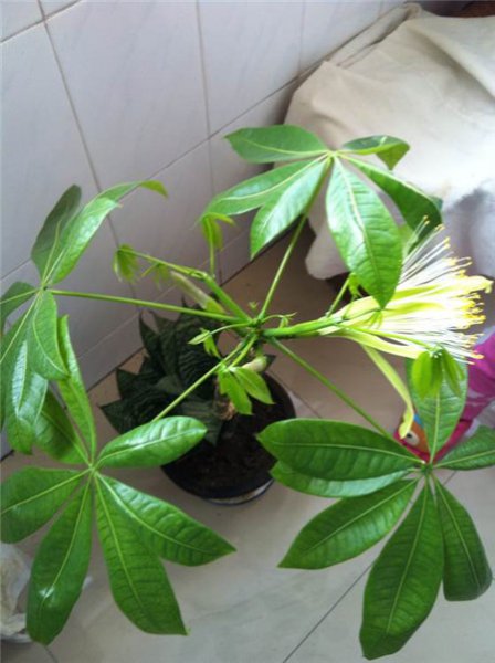 世界上最吉利好运的花