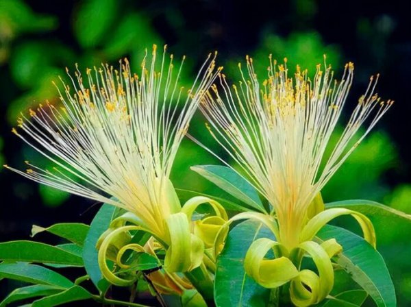 世界上最吉利好运的花