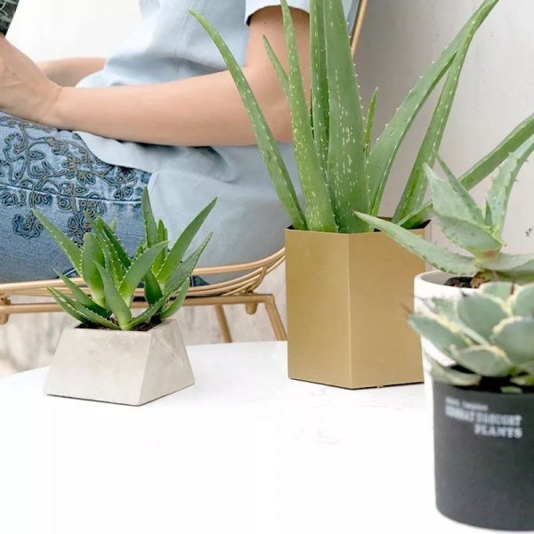 世界上最吉利好运的花