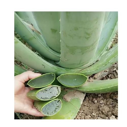 世界上最吉利好运的花