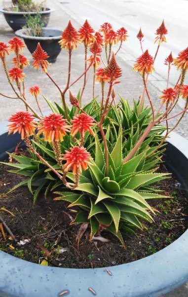 世界上最吉利好运的花