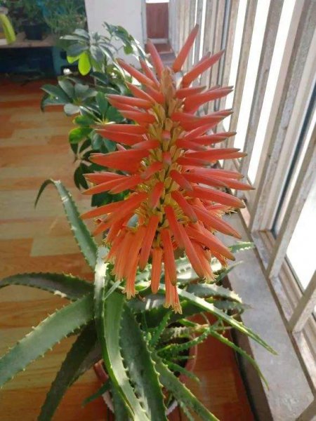 世界上最吉利好运的花