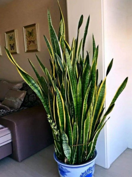 世界上最吉利好运的花