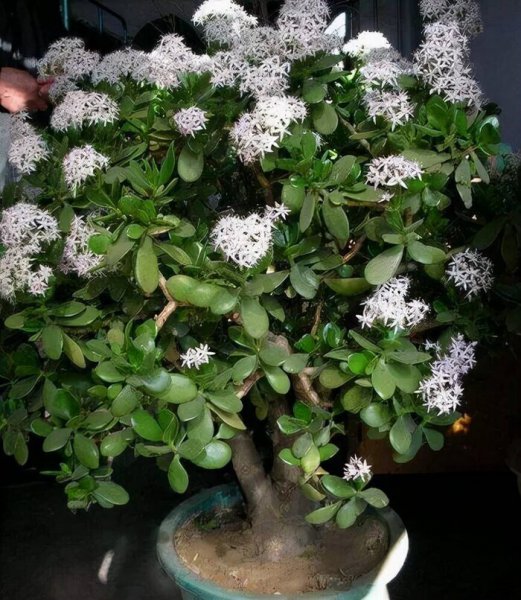 世界上最吉利好运的花