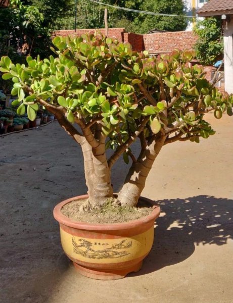 世界上最吉利好运的花