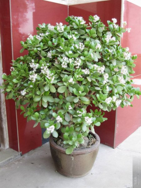 世界上最吉利好运的花