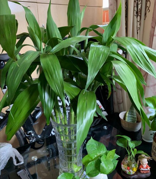 世界上最吉利好运的花