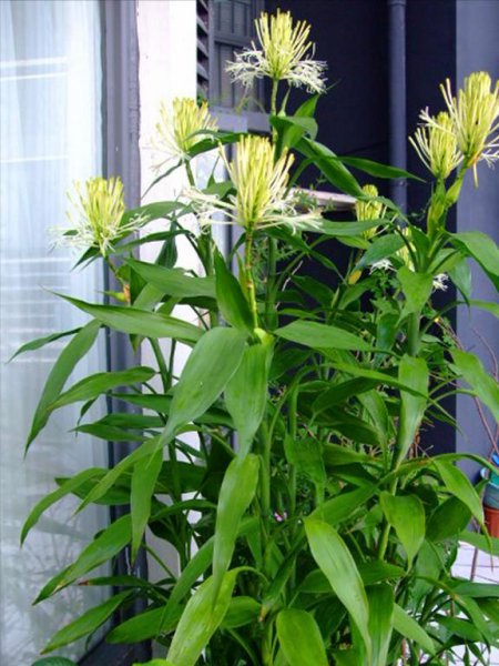 世界上最吉利好运的花