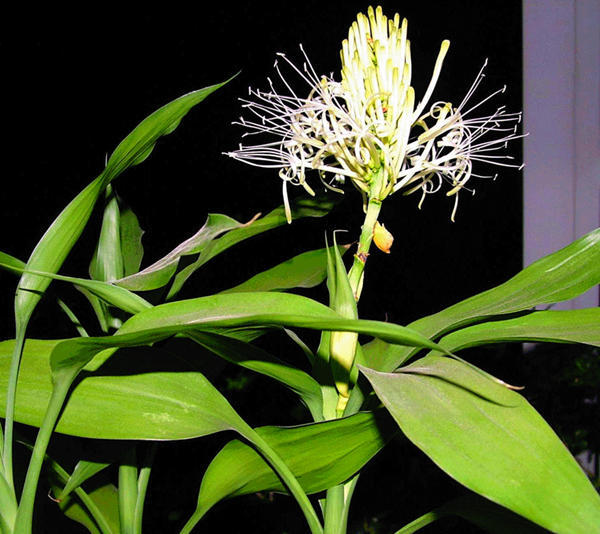 世界上最吉利好运的花