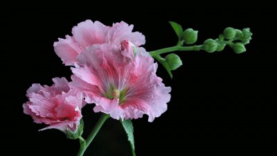 最容易爱上射手座的三大星座 什么星座与射手相爱会幸福