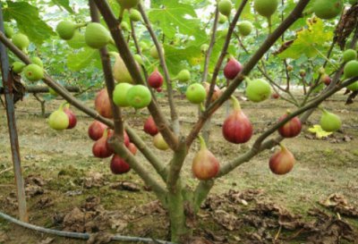 无花果的花在哪里 无花果的花在果实内部还是外部