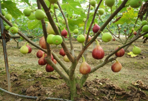 无花果的花在哪里