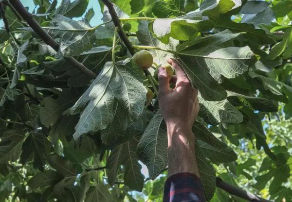 无花果的花在哪里